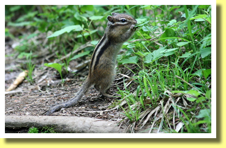 Chipmunk, Path up Mount Rishiri, Rishiri-To ( Island ), Hokkaido