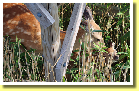 Yezo Sika Deers, Shiretoko Goko, Shiretoko Peninsula, Hokkaido