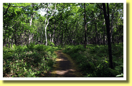 Tsutsuji-ga-hara Nature Trail, Teshikaga-cho Town, Hokkaido