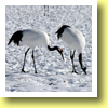 Red-crested white cranes, Kushiro wetland, Hokkaido