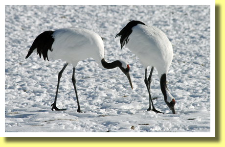 Tanchou-Zuru ( Red Crowned Crane ), Tsurui-Ito Tanchou Sanctury, Tsurui village, Hokkaido