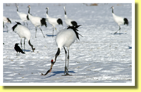 Red Crowned Cranes fed in Akan International Crane Center, Kushiro