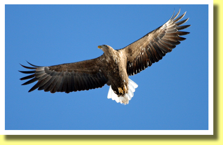 White Tailed Eagle, Akan International Crane Center, Kushiro