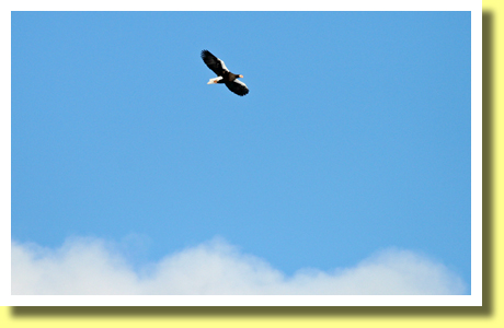Steller's Sea Eagle, Tsurui village