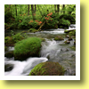 Oirase Stream, Aomori Pref., Tohoku