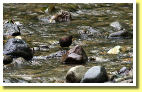 Brown Dipper, Oirase Gorge, Aomori Pref., Tohoku