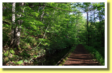 Walking Trail in Beech Forest, Tsuta Onsen, Aomori Pref., Tohoku