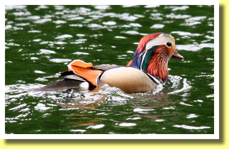 Mandarin Duck, Suga-numa Pond, Tsuta Onsen, Aomori Pref., Tohoku