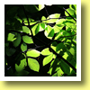 Beech Tree, Shirakami Sanchi, Aomori Pref., Tohoku