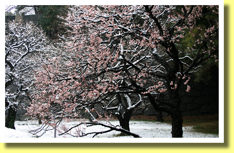 Plum Blossoms, Bairin-zaka, Kokyo ( the Imperial Palace), Tokyo, Japan