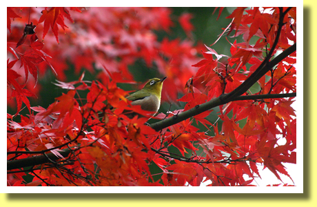 Autumn Leaves, Ninomaru Garden, Kokyo ( the Imperial Palace), Tokyo, Japan