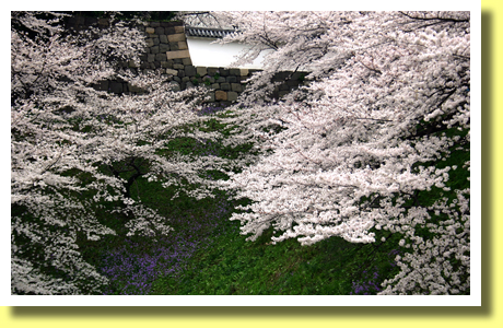 Sakura ( Cherry Blossoms ), Kokyo ( the Imperial Palace), Tokyo, Japan