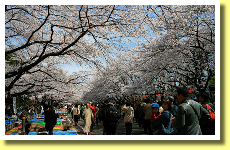 Sakura ( Cherry Blossoms ), Ueno, Tokyo, Japan