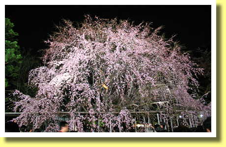 Yozakura in Rikugien Garden, Tokyo, Japan