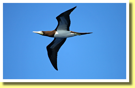 Brown Booby, Ogasawara Islands, Tokyo, Japan