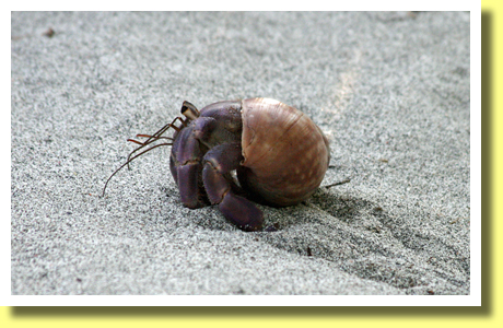 Terrestrial Hermit Crab, Chichijima, Ogasawara Islands, Tokyo, Japan