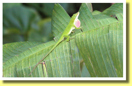 Green Anole, Chichijima, Ogasawara Islands, Tokyo, Japan