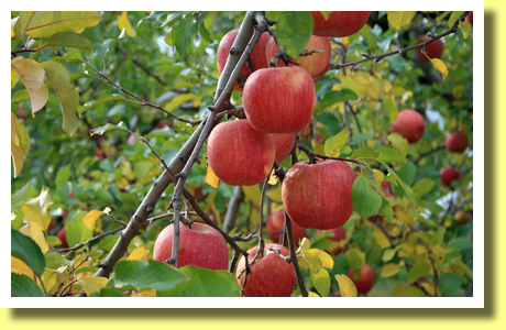 Apples, Nagano, Koh-Shin-Etsu