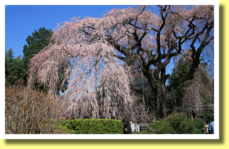 Shidare-zakura in Jiun-ji Temple, Koshu, Yamanashi, Koh-Shin-Etsu
