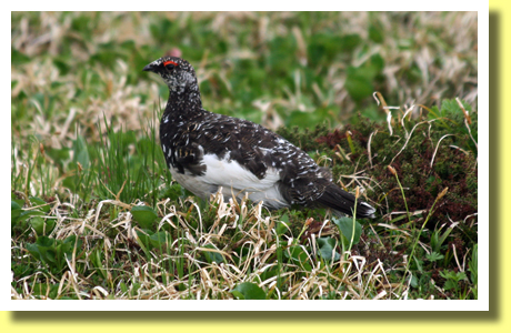 Raicho ( Rock Ptarmigan ), Murodo-daira, Tateyama, Toyama, Hokuriku