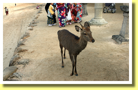 Deer, Itsuku-shima Jinja shrine, Hatsukaichi, Hiroshima, Chugoku