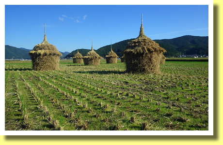 Paddy Fields after the harvest, Seiyo City, Ehime Pref., Shikoku