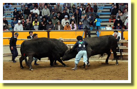 Togyu ( bull sumo fighting ), Uwajima City, Ehime Pref., Shikoku