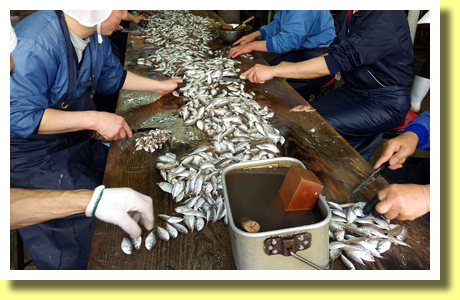 Making Jako-ten, Uwajima City, Ehime Pref., Shikoku