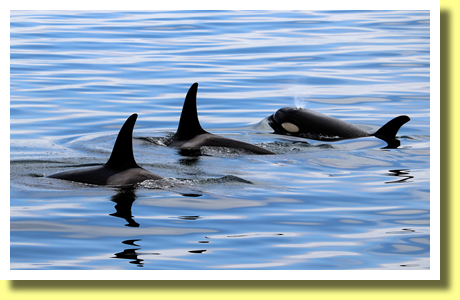 Shachi ( Killer Whales ), Shiretoko, Hokkaido