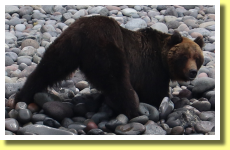 Brown Bears, Shiretoko, Hokkaido