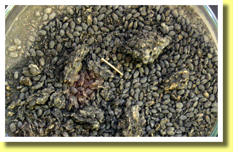 carbonized rice excavated in the archaeological site of Yoshinogari, Saga Pref., Kyushu region