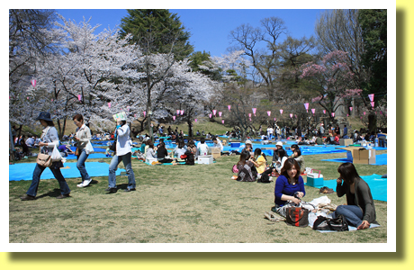 Hanami, Ueda-jo Castle, Ueda City, Nagano Pref., Koh-Shin-Etsu Region