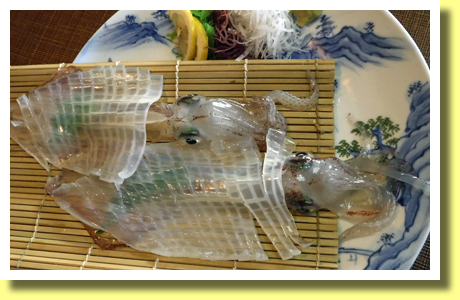 Ika Ikezukuri, Yobuko-cho Town, Karatsu City, Saga Pref., Kyushu Region