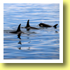 Killer whales, off Shiretoko Peninsula, Hokkaido
