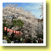 Hanami, Ueno, Tokyo